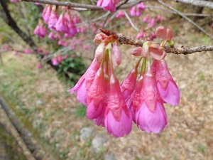 桜の開花情報（歌野川ダム） 写真