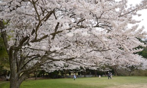 桜の開花情報（歌野川ダム周辺） 写真